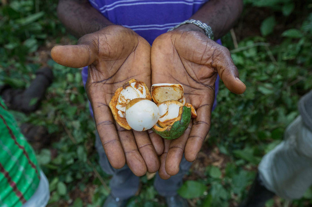 Cola Nut: Everything You Need to Know About our Magic Ingredient